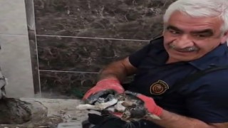 Malatyada atık su hattına düşen yavru kedi kurtarıldı