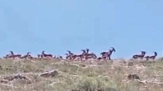 Malatyada sürü halindeki yaban keçileri görüntülendi