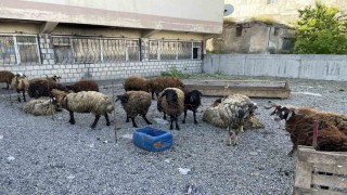 Malazgirtte küçükbaş kurbanlıklar satışa çıkarıldı