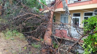 Manavgatta dev ağaç binanın üzerine devrildi