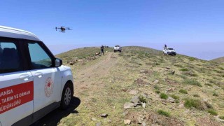 Manisada çekirgeye karşı havadan ve karadan mücadele