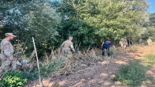 Manisada yasadışı kenevir ekim alanlarına sıkı denetim