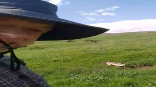 Mantar toplamaya çıktı, tilkiyle dost oldu