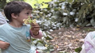 Manyasta ıhlamur hasadı başladı