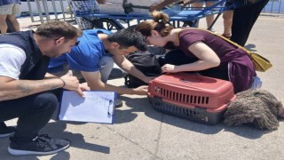 Marmara ve Avşa adalarına kimliksiz hayvan girişi yasaklandı