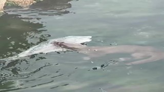 Marmarada nadir görülen su samurları, Tekirdağ kıyılarında görüntülendi