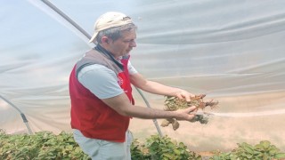 Menteşede çiftçilere hastalık ve zararlı kontrolü desteği