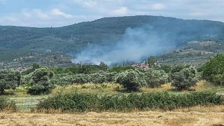 Menteşede zeytinlik alanda yangın