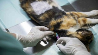 Mersindeki kedi popülasyonu kısırlaştırma merkezi ile dengeleniyor