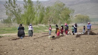 Mevsimlik tarım işçileri tarlalarda rızıklarını çıkarıyor