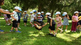 Minik eller Denizli Horozu üretimini öğrendi