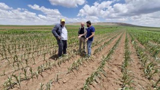 Mısır tarlasına dronlu ot ilacı saldırısı
