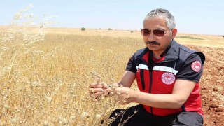 Müdür Akkan çörek otu hasadına katıldı