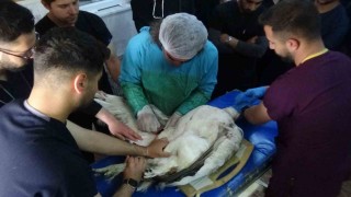 Muşta ateşli silahla yaralanan toy kuşu Vanda tedavisi devam ediyor