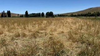 Muşta yaban domuzları ekili araziyi talan etti