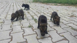 Muşta yaylada bulunan 4 kurt yavrusu Vanda kreş hizmeti