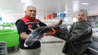 Nesli tehlike altındaki sivriburundan sadece 150 tane kaldı, Amasyada 100 bin yavru balık üretimi planlanıyor