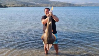 Oltaya takılan kemane balığı denize bırakıldı