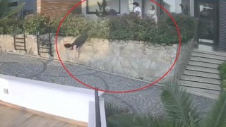 Orduda komşu tartışması: Doktorun iteklediği kadın düşerek ağır yaralandı