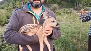 Ormanda bulunan ceylan, keçi sütüyle hayata tutundu