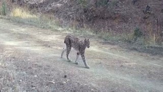 Ormanın hayaleti vaşak doğal ortamında kamerada