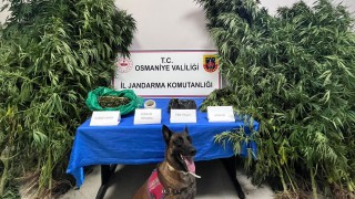 Osmaniye'de 50 Kök Kenevir ve 449 Gram Kubar Esrar Ele Geçirildi
