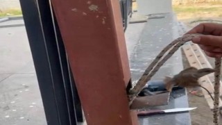Osmaniye’de Demir Direğe Sıkışan Serçeyi Vatandaşlar Kurtardı