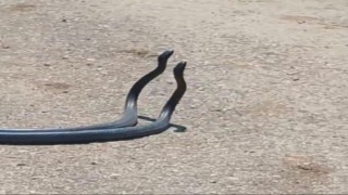 Osmaniyede yılanların dansı kameraya yakalandı