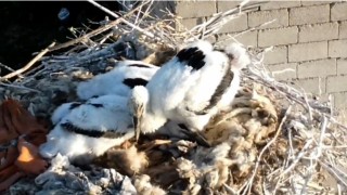 Özalpta soğuklara direnen leylekler yavruladı