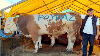 Pazarın ağır abisi Poyraz ilk günden satıldı