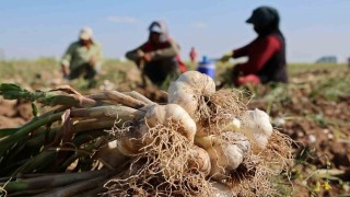Rusya, Almanya ve İspanyanın antibiyotiği Aksaray sarımsağının hasadı başladı