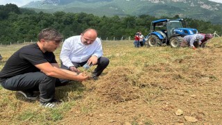 Safranboluda safran soğanı hasadı başladı