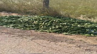 Salatalıkları sokağa attılar