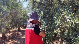 Salihlide ‘zeytin güvesi alarmı