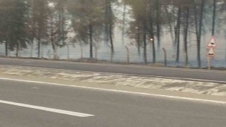 Şanlıurfada orman yangını: Alevlerin petrol istasyonuna sıçramaması için seferber oldular