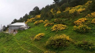 Sarı zifin çiçekleri Ziganayı renklendirdi