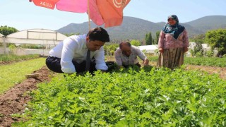Sarıcakaya Kaymakamı kolları sıvayıp hasat için tarlaya girdi