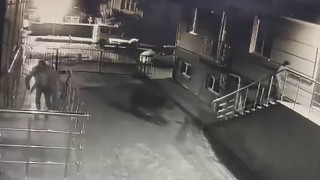 Sarıkamışta ayı vatandaşlardan, vatandaşlar ayıdan kaçtı