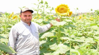Sarının en güzeli: Ayçiçeği tarlaları görsel şölen sunuyor