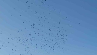 Sığırcık kuşlarının gökyüzündeki dansı mest etti