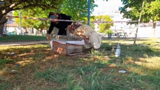 Sinop kent merkezinde arılar ağaca oğul verdi