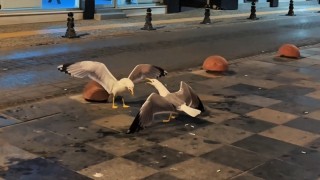 Sinopta martıların kavga anı kamerada