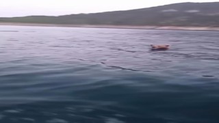 Sinopta yüzen ayı kameralara yansıdı