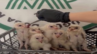 Şırnakta 6 peçeli baykuş kurtarıldı