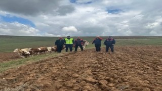 Sivasta kaybolan 9 büyükbaş hayvan, dronla bulundu