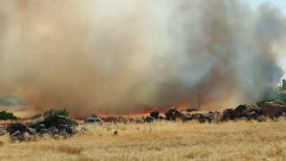 Siverekte 50 dönümlük buğday ekili arazi yandı