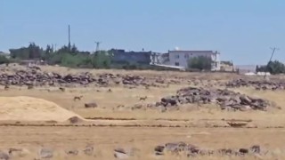Siverekte nesli tükenme tehlikesi altındaki ceylanlar görüntülendi