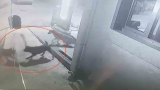 Sokak köpekleri karavanın tamponunu parçaladı