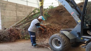 Sökülen ağaçlar korunuyor