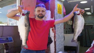 Somon en çok tercih edilen balık